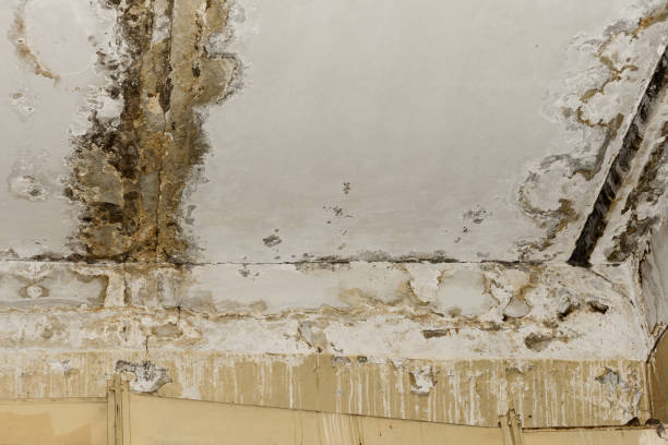 Best Mold Documentation for Insurance Claims  in Winfield, AL