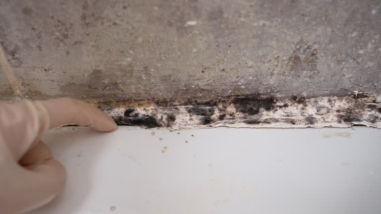 Best Crawl Space Mold Remediation  in Winfield, AL
